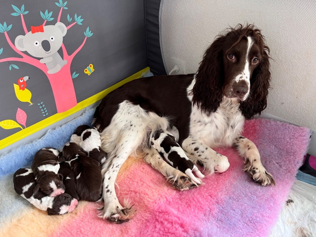 chiot English Springer Spaniel Des Perles Du Bassin