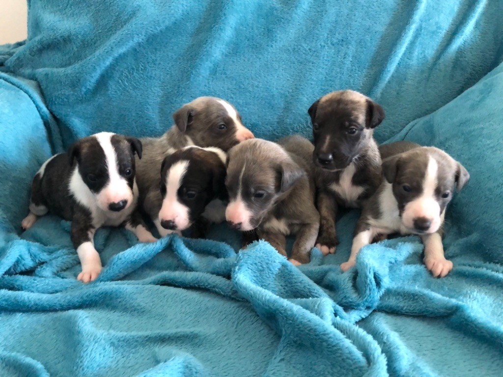 Chiot Whippet Des Perles Du Bassin