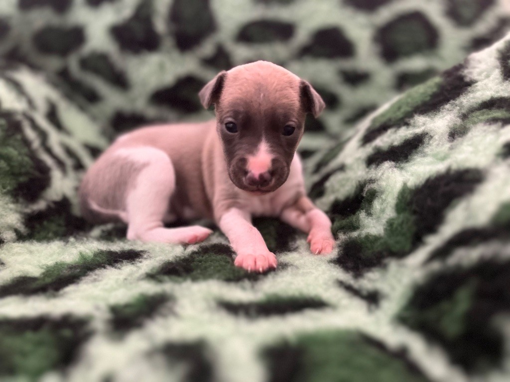 Des Perles Du Bassin - Chiots disponibles - Whippet