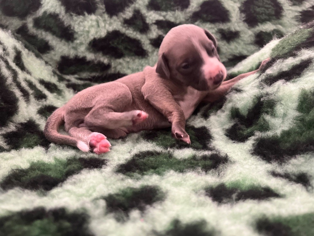 Des Perles Du Bassin - Chiots disponibles - Whippet