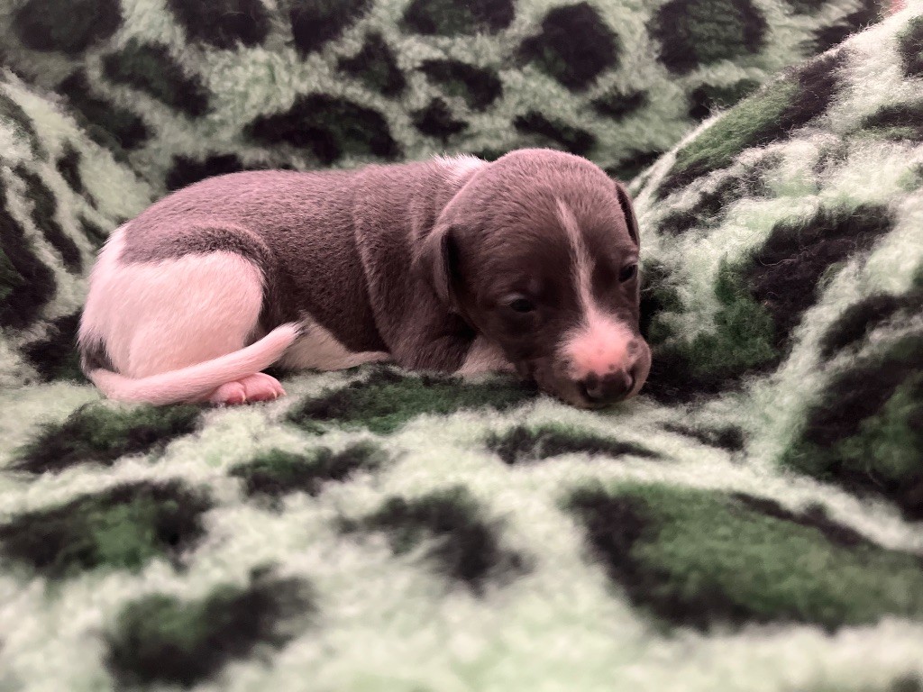 Des Perles Du Bassin - Chiots disponibles - Whippet