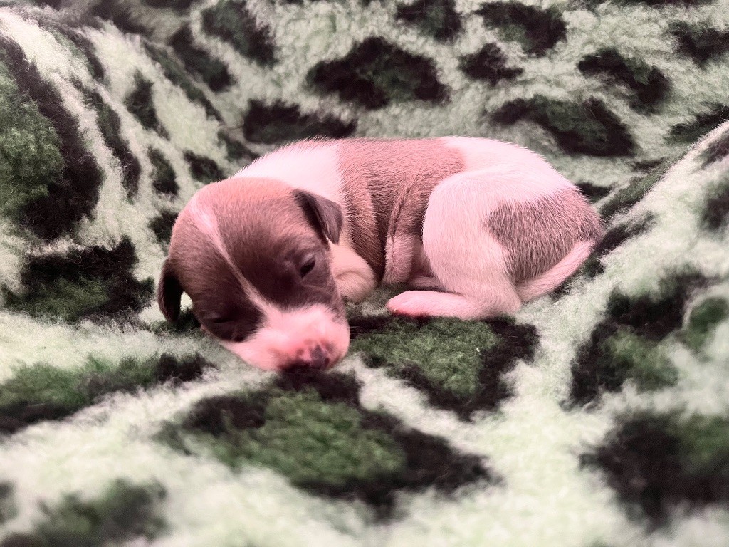 Des Perles Du Bassin - Chiots disponibles - Whippet